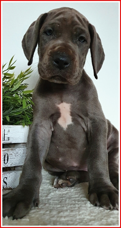 Litter Q 6 weeks